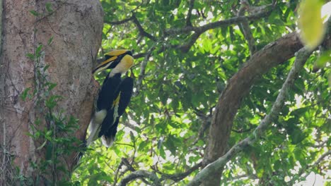 A-male-great-hornbill-is-cleaning-the-small-opening-of-the-cavity-of-a-tree-where-the-female-great-hornbill-Buceros-bicornis-is-nesting,-inside-Khao-Yai-National-Park-in-Nakhon-Ratchasima,-Thailand