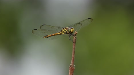 Beautiful-Dragonfly-waiting-for-food-