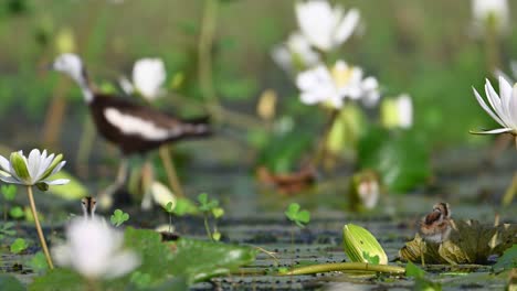 Pheasant-tailed-Jacana-Bird-Protecting-her-Young-chicks