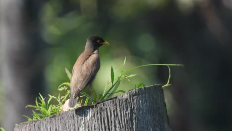 Common-myna-in-grass---green-.