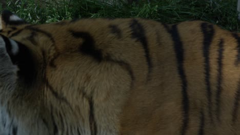 Tigerfell-Mit-Spiegelung-Auf-Dem-Wasser,-Warmer-Und-Sonniger-Tag,-Natur-Und-Dschungel,-Rot-4k