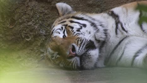 Ein-Schlafender-Tiger,-Warmer-Und-Sonniger-Tag,-Natur-Und-Dschungel,-Rote-4k