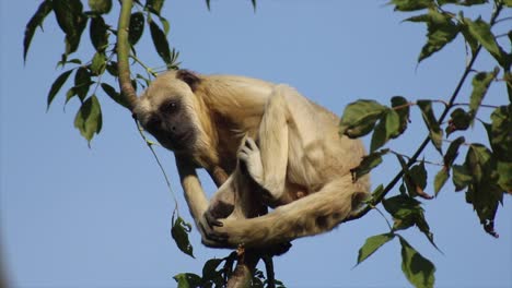 Ein-Affe-Sitzt-Auf-Einem-Baum,-Warmer-Und-Sonniger-Tag,-Natur-Und-Dschungel,-Rot-4k