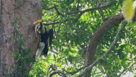 Regurgitating-food-from-its-pouch,-the-Great-Hornbill-Buceros-bicornis-is-feeding-its-mate-through-a-small-hole-of-a-tree-cavity,-inside-Khao-Yai-National-Park,-in-Nakhon-Ratchasima,-Thailand