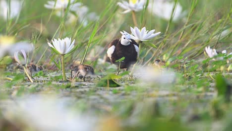 Pheasant-tailed-Jacana-Hiding-Chicks-under-Wings-to-save-them-from-Raptors