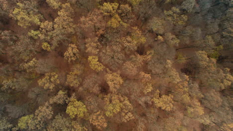 Aerial-flight-over-a-forest-in-the-colors-of-autumn