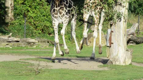 Two-giraffes-run-towards-the-camera,-warm-and-sunny-day,-nature-and-jungle,-RED-4K