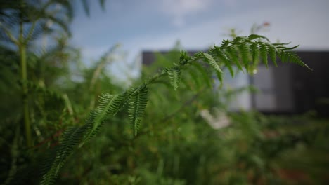 Fern-slow-motion-with-cabin-in-background-Ireland