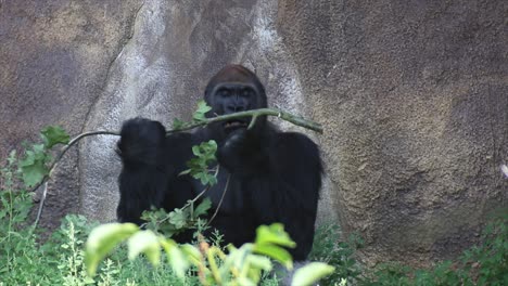Gorila-Comiendo-Plantas,-Día-Cálido-Y-Soleado,-Naturaleza-Y-Selva,-Rojo-4k