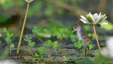 Küken-Von-Fasanenschwanzhühnern-Ernähren-Sich-Morgens-Von-Schwimmenden-Blättern