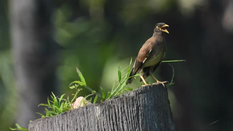 Common-myna-standing---waiting-for-joy
