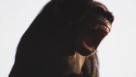 Un-Mono-Chimpancé-Gritando-O-Bostezando