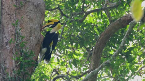 Der-Große-Nashornvogel-Buceros-Bicornis-Hängt-An-Der-Seite-Eines-Riesigen-Baumes-Und-Spuckt-Nahrung-Aus-Seinem-Beutel-Aus.-Er-Bereitet-Sich-Darauf-Vor,-Seinen-Partner-Zu-Füttern,-Der-Sich-In-Seinem-Nest-Im-Nationalpark-Khao-Yai-In-Thailand-Befindet