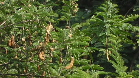 Tamarind-frot-leaf---green-
