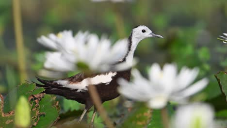 Pheasant-tailed-Jacana-male-alert-to-save-chicks