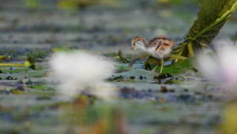 Chick-of-Pheasant-tailed-Jacana-Walking-on-Floating-leaf-in-Morning