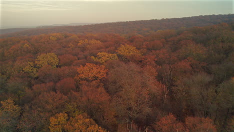 Aerial-flight-over-a-forest-in-autumn-colors