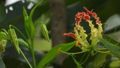 Schöne-Tigerkrallenlilienblume