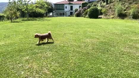 Dog-crossing-backyard-of-a-countryhouse