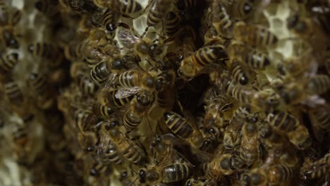 Bienen-In-Einem-Bienenstock-Oder-Einer-Wabe,-Warmer-Und-Sonniger-Tag,-Natur-Und-Dschungel,-Rot-4k