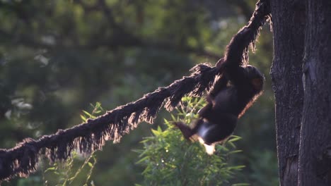 A-little-monkey-climbing,-cute-Chimpanzee-playing,-warm-and-sunny-day,-nature-and-jungle