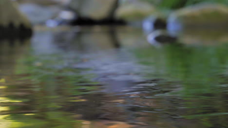 Water-flowing-in-a-creek---macro-focus-on-the-foreground