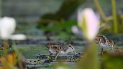 Chicks-of-Pheasant-tailed-Jacana-Feeding-on-Floating-leaf-in-Morning