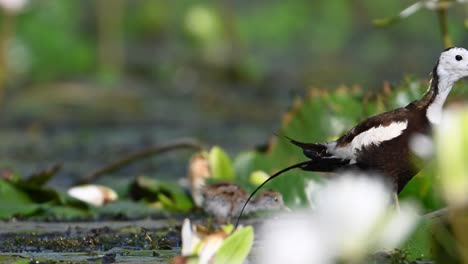 Fasanenschwanz-Jacana-Vogel,-Der-Ihr-Junges-Küken-Beschützt