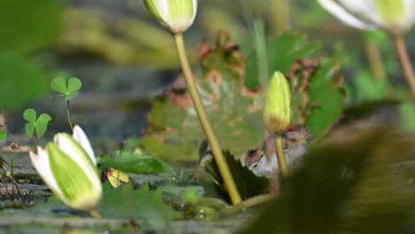 Küken-Von-Fasanenschwanzhühnern-Ernähren-Sich-Morgens-Von-Schwimmenden-Blättern