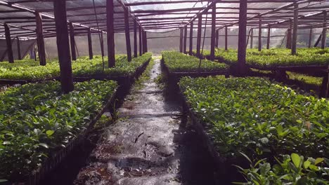 Nursery-Garden-Producing-Yerba-Mate-Seedlings-from-a-drone