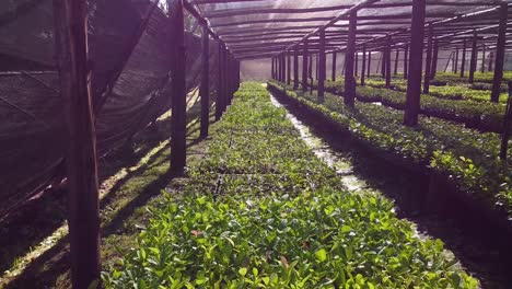 Inside-the-Nursery-Garden-Producing-Yerba-Mate-Seedlings
