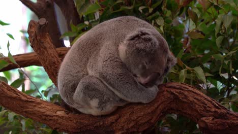 Adorable-Koala-Del-Norte-Somnoliento,-Phascolarctos-Cinereus-Acurrucado-Como-Un-Bebé,-Durmiendo-En-El-árbol-De-Eucalipto,-Primer-Plano