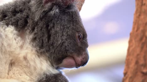 Extreme-Nahaufnahme-Eines-Profilkopfes-Eines-Süßen-Und-Flauschigen-Koalas,-Phascolarctos-Cinereus,-Der-Benommen-Und-Mit-Weit-Geöffneten-Augen-Auf-Dem-Baum-Ruht