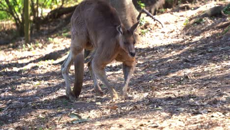 Giant-alpha-red-kangaroo,-macropus-rufus-slowly-hopping-across-the-bushland,-handheld-motion-close-up-shot