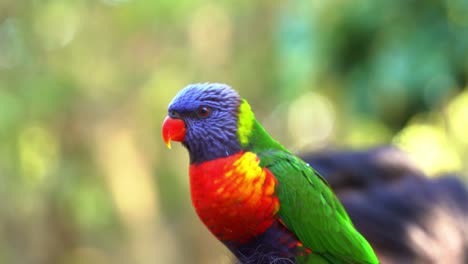 Wild-and-beautiful-rainbow-lorikeet,-trichoglossus-moluccanus-spotted-perching-and-chattering-on-top-of-a-person's-head-and-flapping-its-vibrant-wings,-close-up-shot