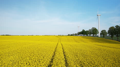 Sustainable-agriculture-farm-with-rapeseed-canola-flowers-and-wind-turbine