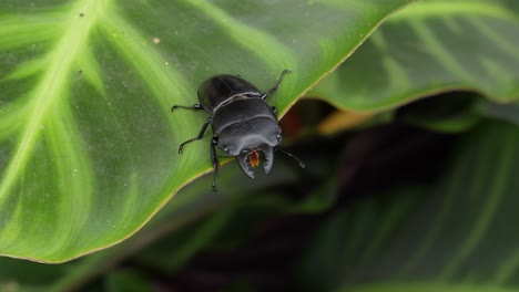 Male-stag-beetle-crawls-to-edge-of-leaf-and-falls-off
