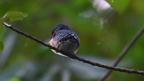 A-male-fledgling-seen-from-its-back-side-as-the-camera-zooms-out,-Banded-Kingfisher-Lacedo-pulchella,-Thailand