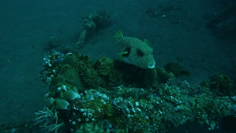 spotted-trunkfish-on-coral-reef-and-sponges,-underwater-slow-motion