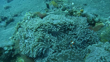 Clownfish-inside-anemone-at-Tulamben-Coral-Garden,-underwater-super-slow-mo
