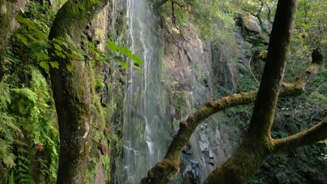 Mossy-Trees-With-Aguacaida-Waterfall-In-Panton,-Lugo,-Spain