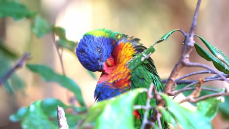 Beautiful-rainbow-lorikeet,-trichoglossus-moluccanus-perched-on-tree-branch,-preening,-grooming-and-cleaning-its-vibrant-plumages-in-its-natural-habitat,-tropical-forest-environment,-close-up-shot