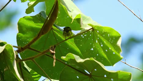 Seen-perched-on-a-twig-under-broad-leaves-during-a-hot-summer-day-preeing,-Brown-throated-Sunbird-Anthreptes-malacensis,-Thailand