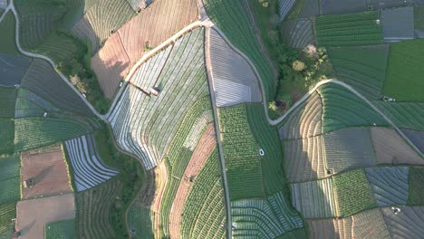 Aerial-top-down-view-of-vegetable-plantation-on-the-hill-in-the-morning,-Indonesia---4K-drone-shot