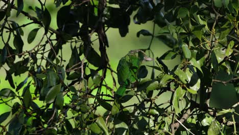 Seen-within-the-foliage-of-a-treen-looking-around-and-then-flies-away-going-up-towards-the-right,-Green-eared-Barbet-Megalaima-faiostricta,-Thailand