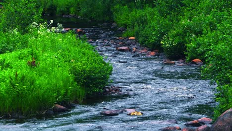 Thick-green-bushes-surround-a-raging-creek-with-orange-brown-rocks-and-deep-green-blue-water