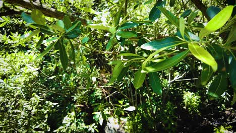 olive-leaf-in-the-atlas-mountains-of-blida-algeria