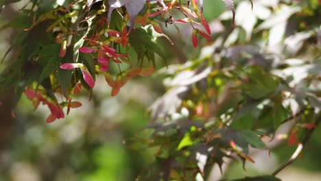 Red-and-deep-green-Japanese-maple-leaves-and-copter-seeds-blow-in-the-wind