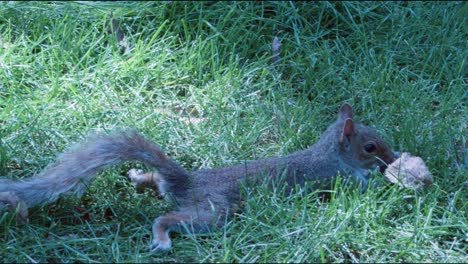 A-squirrel-stretches-long-on-a-patch-of-grass