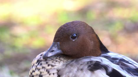 Extreme-close-up-shot-of-an-agricultural-pest,-an-adult-male-Australian-wood-duck,-chenonetta-jubata-spotted-on-the-urban-park-ground,-tucked-its-head-and-ready-to-get-some-rest